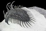 Spiny Comura Trilobite - Top Quality Specimen #108781-4